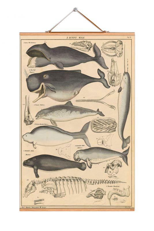 Animals Poster No 16 eicie SINGLE PIECES